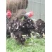 Black mottled pekins